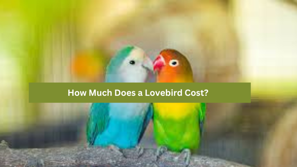 Lovebird Cost