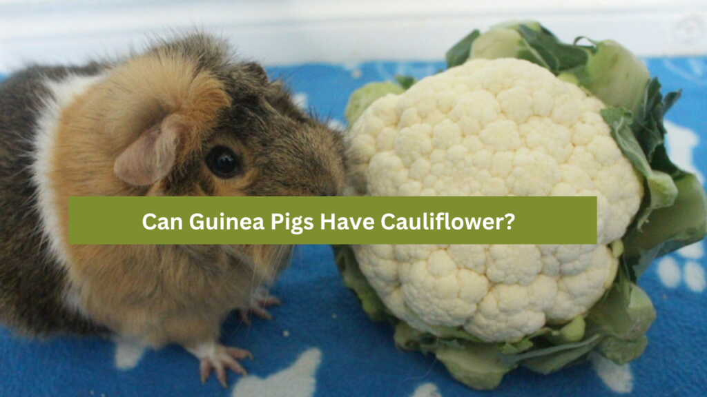 Can Guinea Pigs Have Cauliflower?