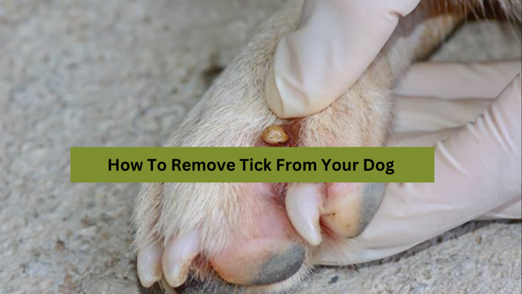 What To Do When You Find A Tick On Your Dog