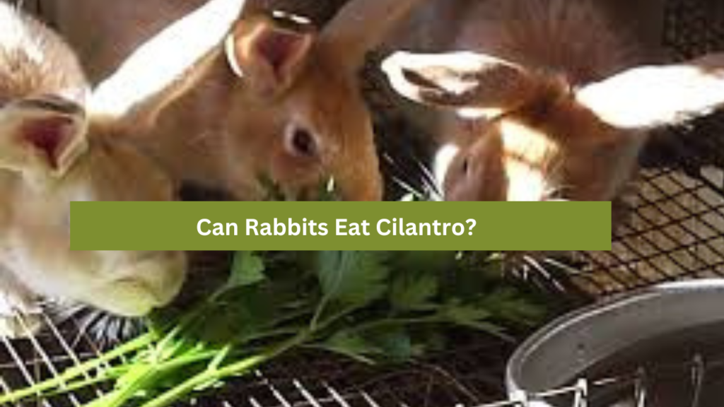 Can Rabbits Eat Cilantro?