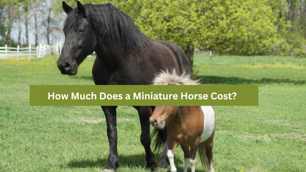 How Much Does a Miniature Horse Cost?