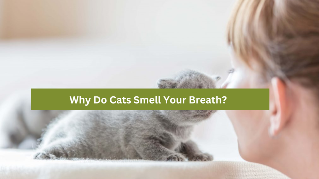 Why Do Cats Smell Your Breath?