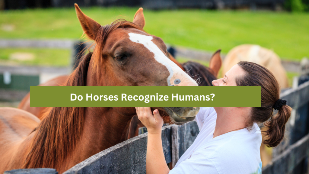 Do Horses Recognize Humans