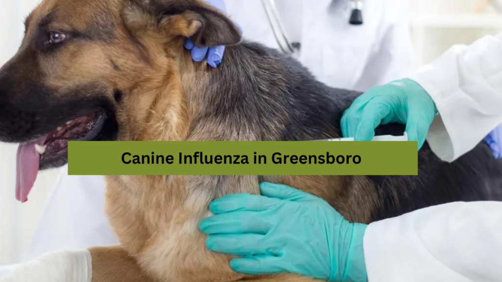 Canine Influenza in Greensboro