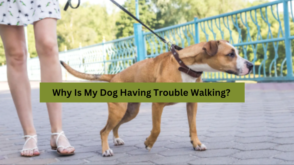 Why Is My Dog Having Trouble Walking?