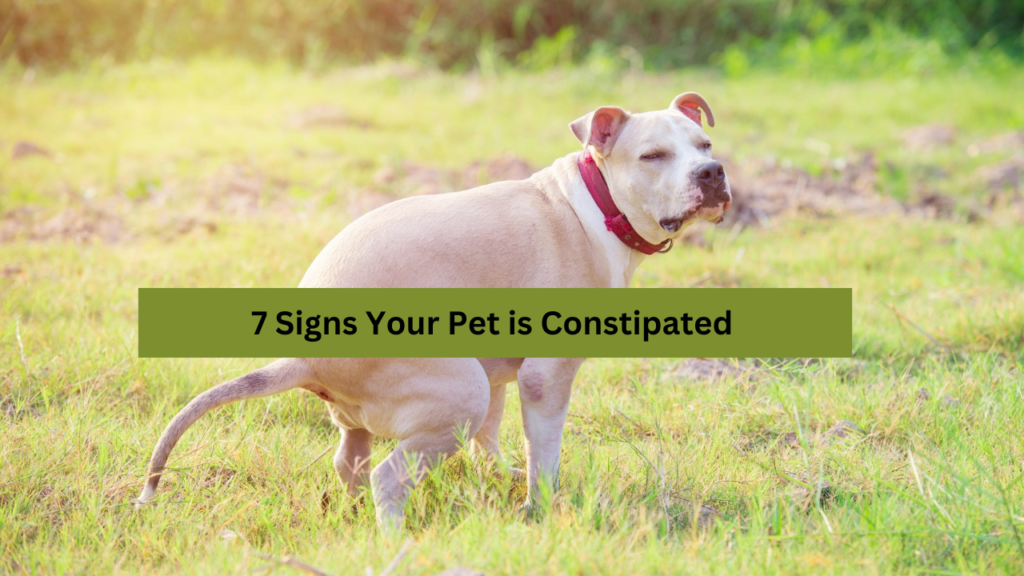 Pet is Constipated