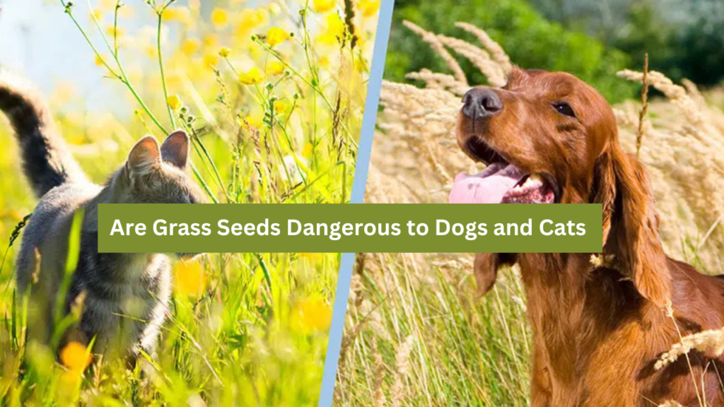 Grass Seeds Dangerous to Dogs and Cats