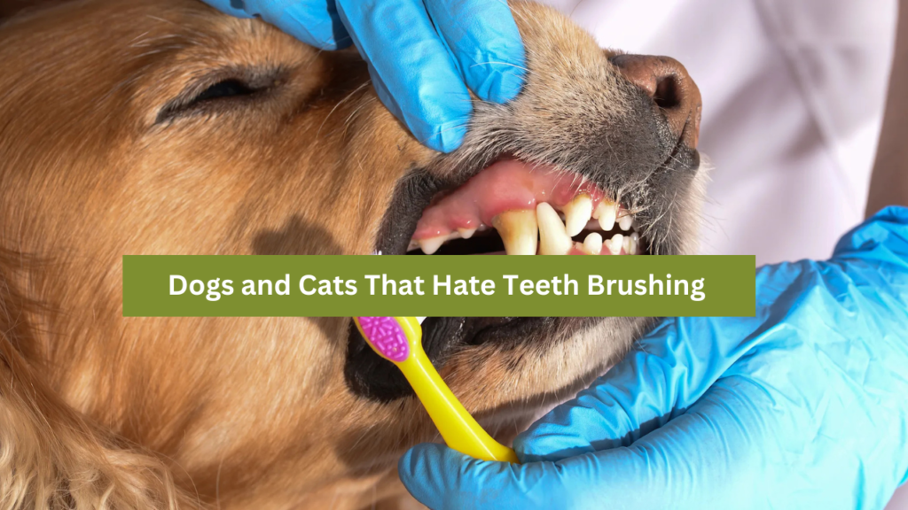 Dogs and Cats That Hate Teeth Brushing