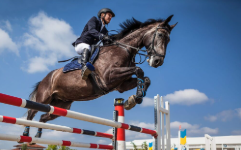 Fascinating Equestrian Competition