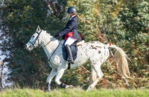 Fascinating Equestrian Competition