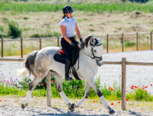 Fascinating Equestrian Competition