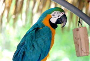 Macaw Cost