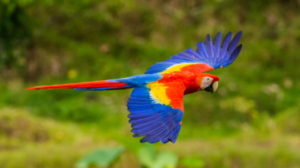 Macaw Cost