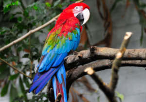 Macaw Cost