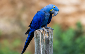 Macaw Cost