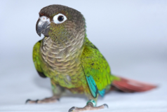 Green Cheek Conures