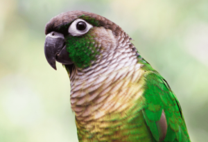 Green Cheek Conure