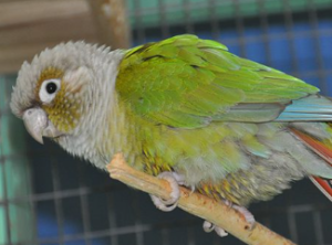 Green Cheek Conure