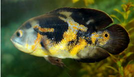 Types of Cichlids