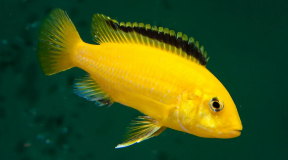 Types of Cichlids