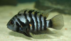 Types of Cichlids