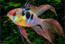 Types of Cichlids