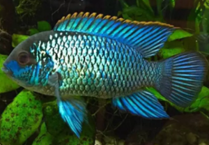 Types of Cichlids