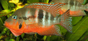 Types of Cichlids