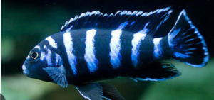 Types of Cichlids