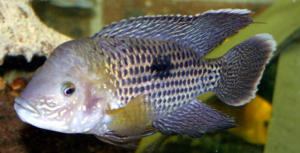 Types of Cichlids