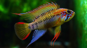 Types of Cichlids