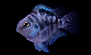 Types of Cichlids