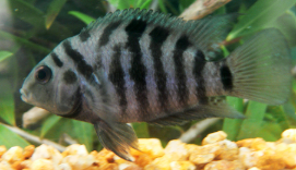 Types of Cichlids