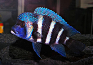 Types of Cichlids