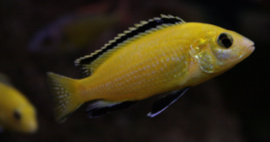 Types of Cichlids