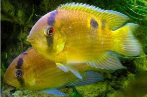 Types of Cichlids