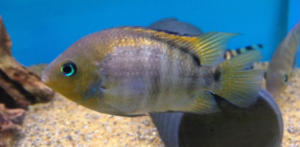 Types of Cichlids