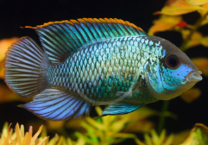 Types of Cichlids