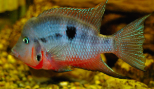 Types of Cichlids