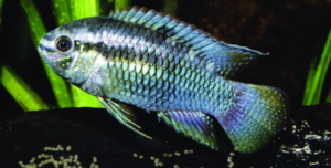 Types of Cichlids