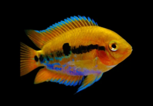 Types of Cichlids