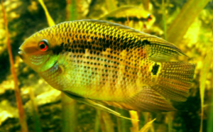 Types of Cichlids