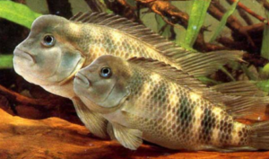 Types of Cichlids