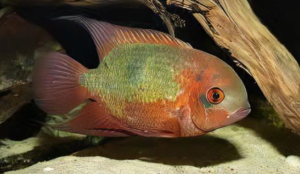 Types of Cichlids