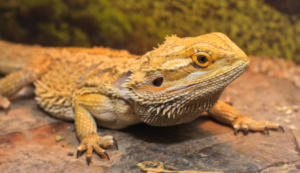 Bearded Dragon