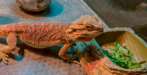 Bearded Dragon