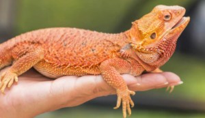 Bearded Dragon