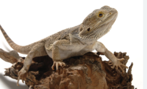 Bearded Dragon