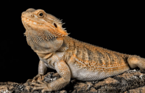 Bearded Dragon