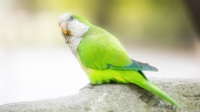 Quaker Parrot Cost